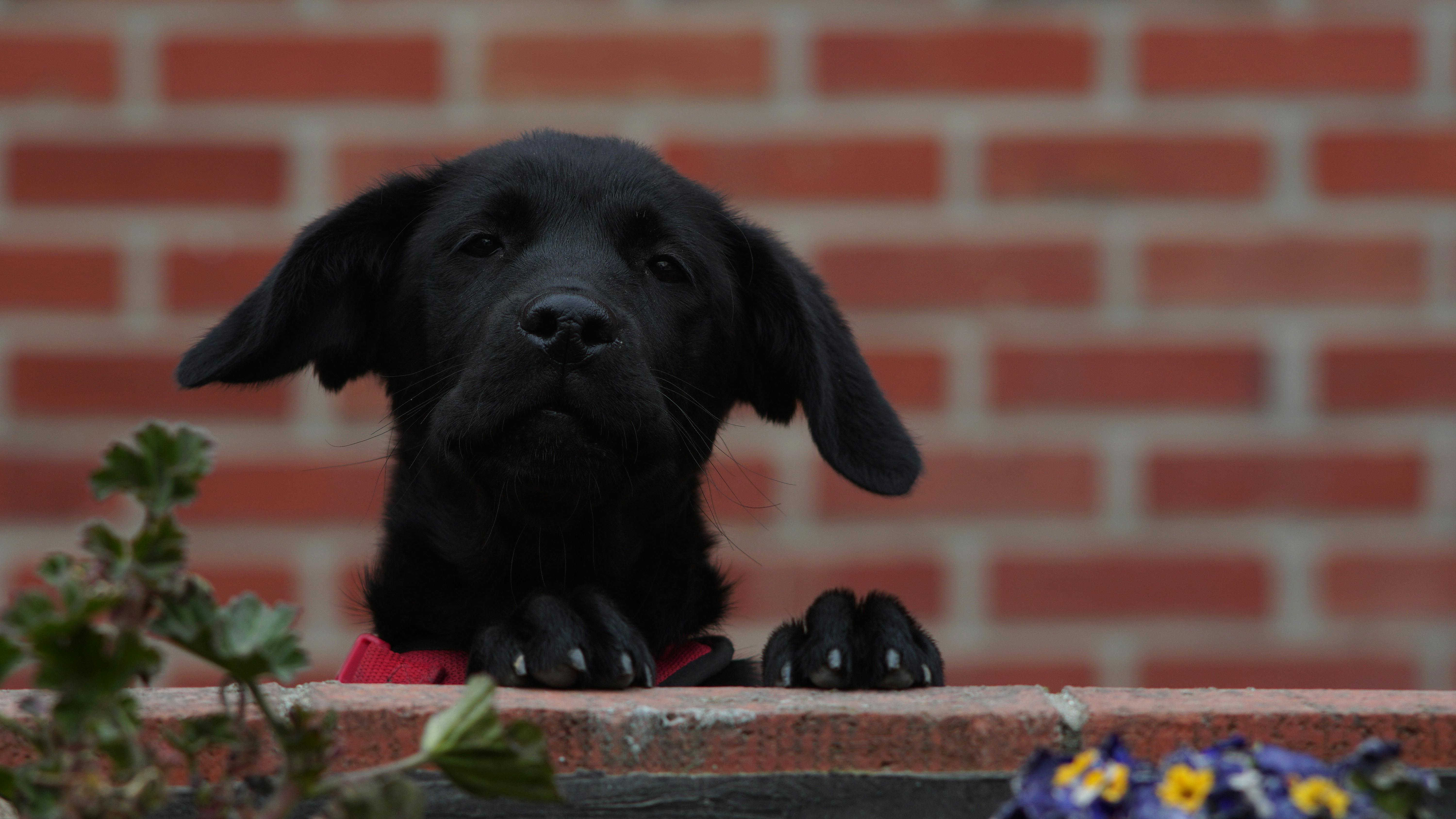 The Open Source AI Lie: Weight-Washing, Broken Definitions, and Who Benefits